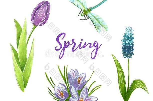 春季夹子艺术放置和紫色的郁金香,马斯卡里,番红花属和墨西哥紫檀