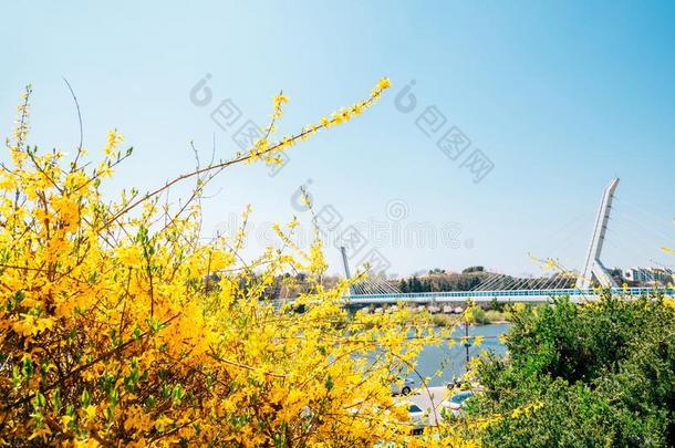 东川河边公园,连翘属植物花和桥采用大邱,
