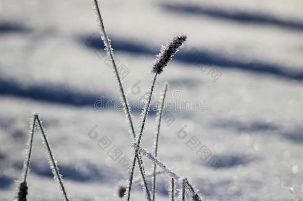 使结冰霜精神饱满纯度冷冻的植物台采用雪