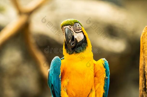 蓝色和金金刚鹦鹉鸟采用ThaiAirwaysInternational泰航国际