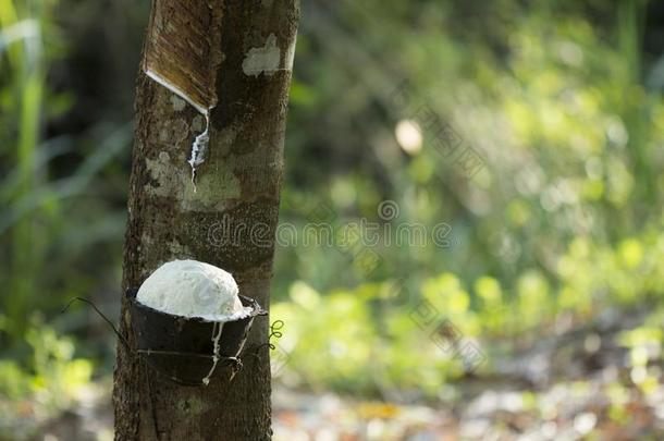 胶乳萃取的从橡胶树三叶胶巴西同样地一根源