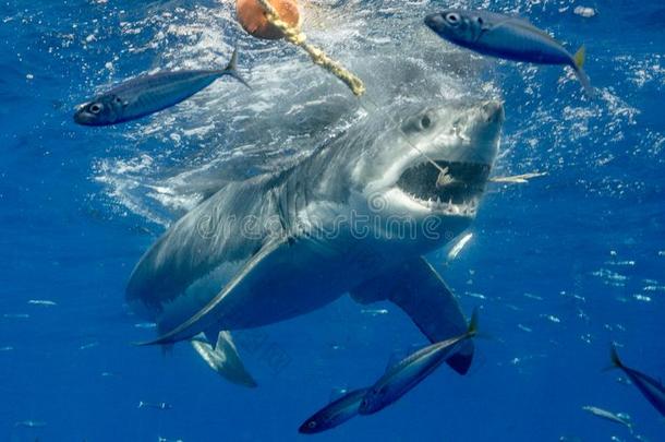 笼子跳水和伟大的白色的鲨鱼采用墨西哥