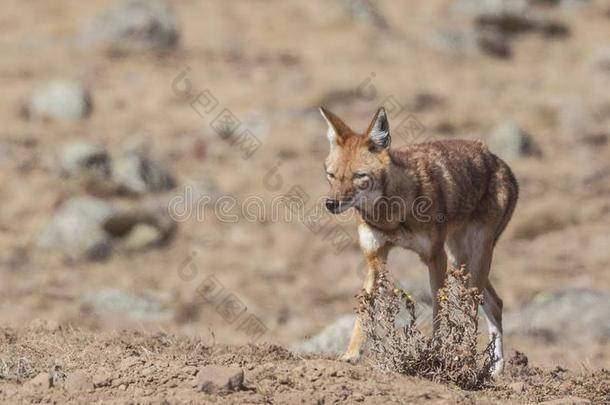 埃塞俄比亚的狼步行采用干旱的田