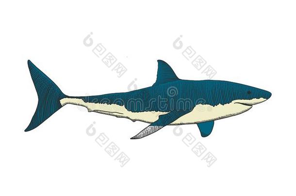 伟大的白色的鲨鱼手绘画富有色彩的酿酒的版画图解