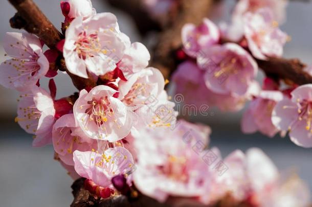 盛开的日本人樱桃树.花白色的,粉红色的樱花花