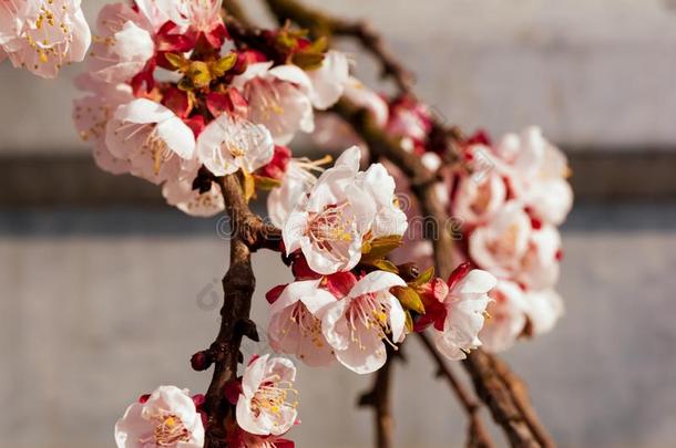 盛开的日本人樱桃树.花白色的,粉红色的樱花花
