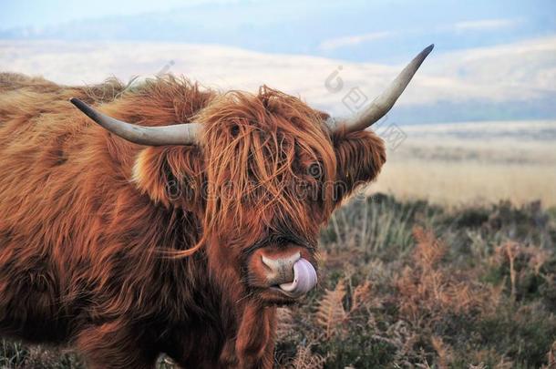 个人的卫生关于一苏格兰的Highl一nd奶牛活的向moorl一nd