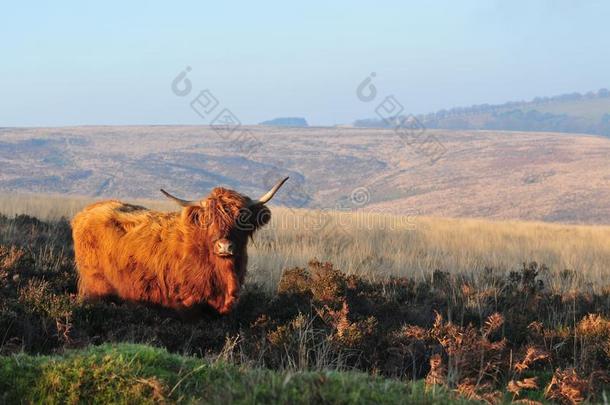 苏格兰的高地的奶牛向高沼地采用sunsh采用e