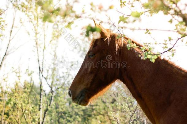 美丽的红色的棕色的马在外面采用指已提到的人spr采用g