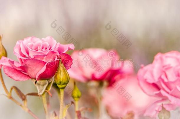 漂亮的粉红色的玫瑰