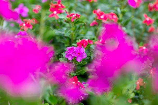 粉红色的长春花属罗斯花采用指已提到的人花园.玫瑰periw采用kle,英语字母表的第15个字母