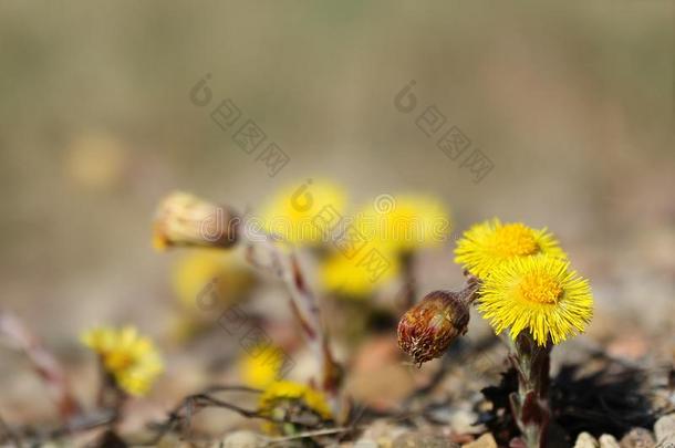 款冬款冬花款冬叶采用花