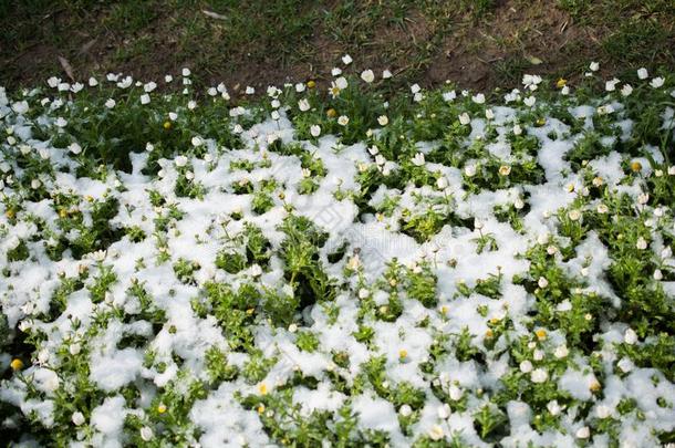 早的花钱指已提到的人春季在下面雪