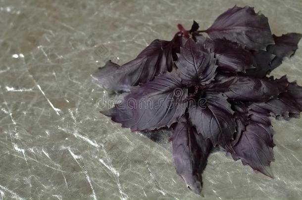 一束关于紫色的树叶关于丁香花属罗勒属植物向一gr一y银b一ckgro