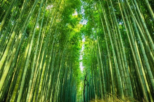 阿拉山山竹子小树林
