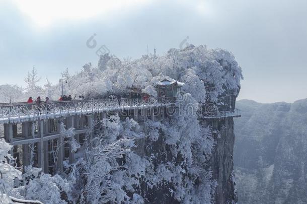 冬冷冻的绿色的树叶,质地,背景