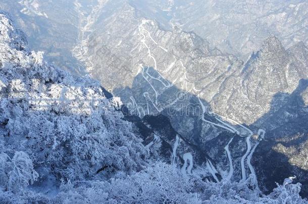 冬冷冻的绿色的树叶,质地,背景