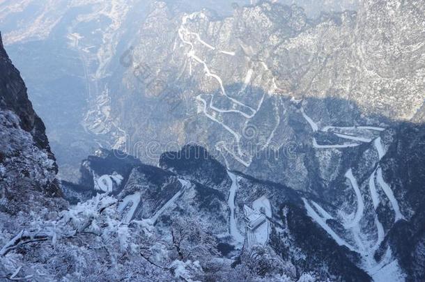 冬冷冻的绿色的树叶,质地,背景