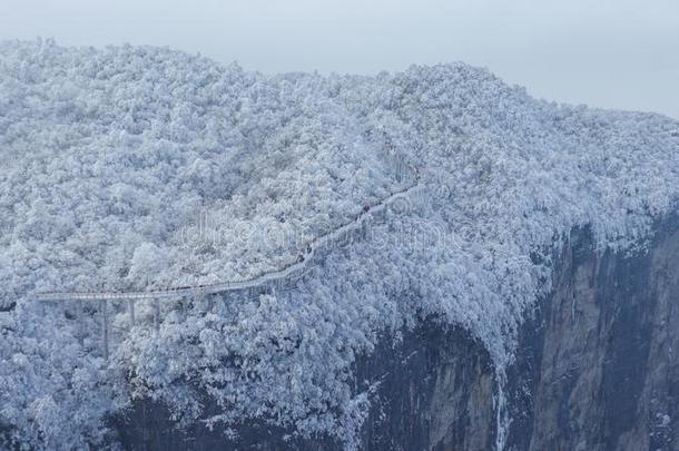 冬冷冻的绿色的树叶,质地,背景