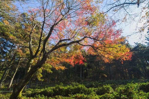 美丽的山Luxembourg卢森堡地质公园风景采用晚的秋