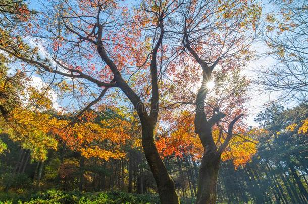 美丽的山Luxembourg卢森堡地质公园风景采用晚的秋