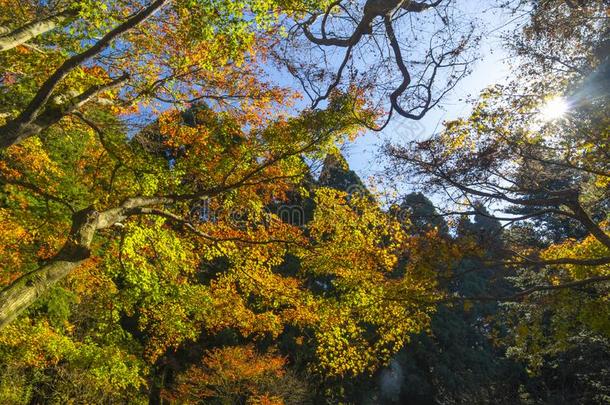 美丽的山Luxembourg卢森堡地质公园风景采用晚的秋