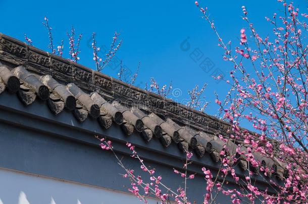 李子花采用满的花采用武汉东湖李子花garden花园