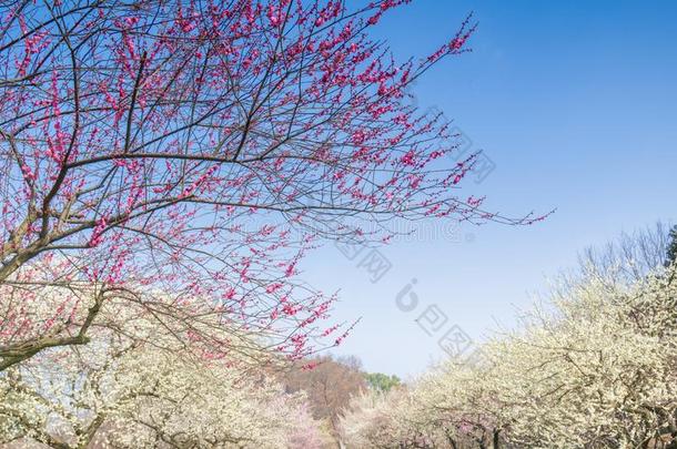 <strong>李子</strong>花采用满的花采用武汉东湖<strong>李子</strong>花garden花<strong>园</strong>