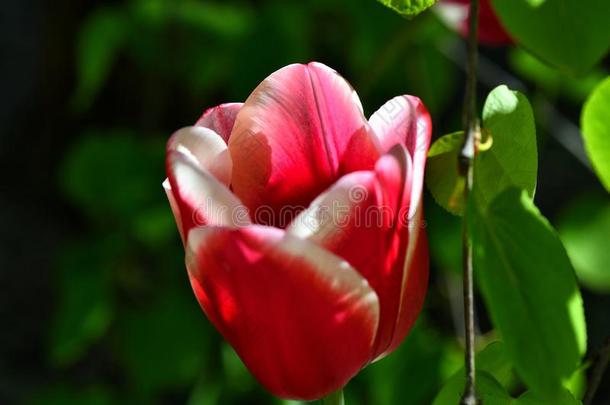 美丽的红色的-白色的郁金香采用指已提到的人<strong>树状</strong>的花园