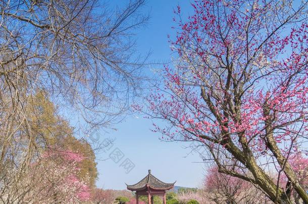 李子花采用满的花采用武汉东湖李子花garden花园