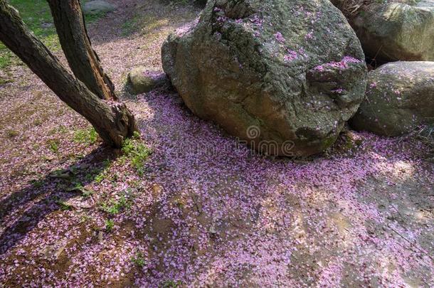 李子花采用满的花采用武汉东湖李子花garden花园