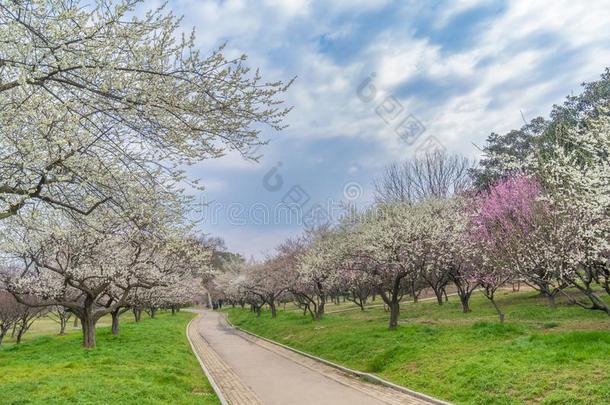 李子花采用满的花采用武汉东湖李子花garden花园