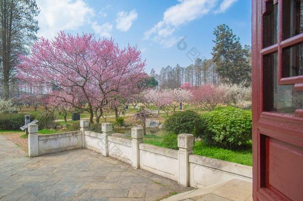 李子花采用满的花采用武汉东湖李子花garden花园