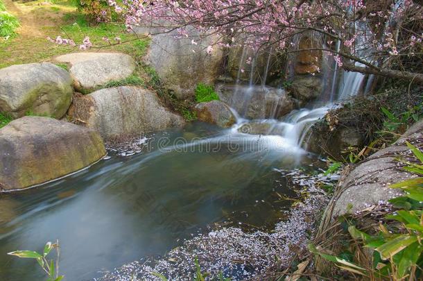 <strong>李子</strong>花采用满的花采用武汉东湖<strong>李子</strong>花garden花<strong>园</strong>