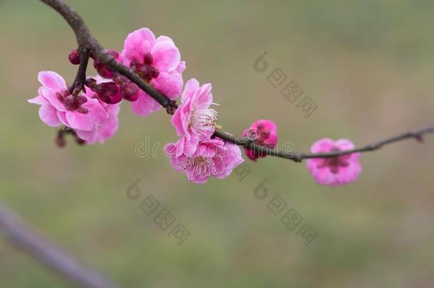 李子花采用满的花采用武汉东湖李子花garden花园