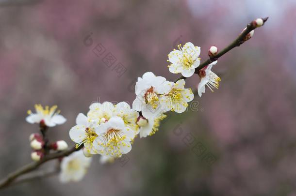 李子花采用满的花采用武汉东湖李子花garden花园