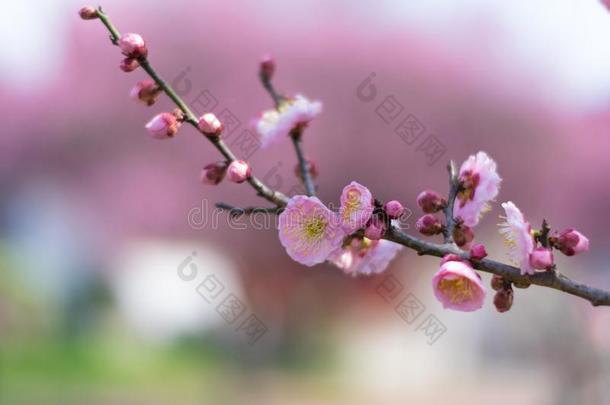 李子花采用满的花采用武汉东湖李子花garden花园