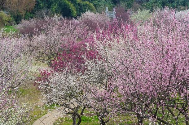 李子花采用满的花采用武汉东湖李子花garden花园