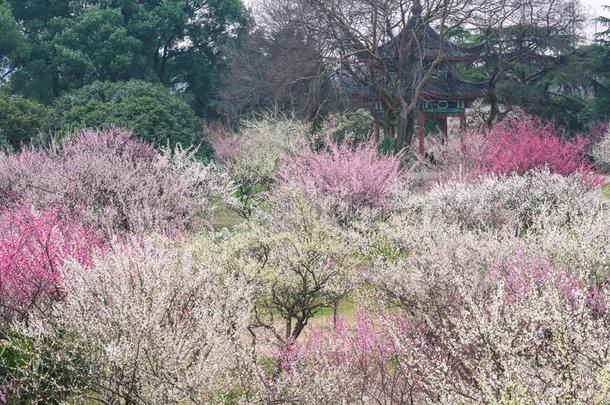 李子花采用满的花采用武汉东湖李子花garden花园