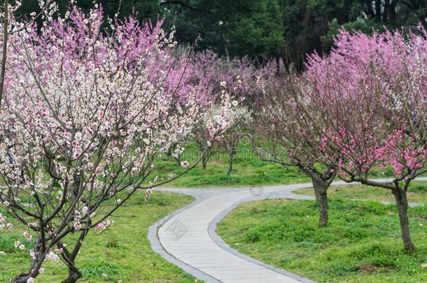 李子花采用满的花采用武汉东湖李子花garden花园