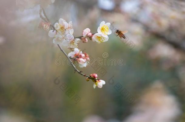 <strong>李子</strong>花采用满的花采用武汉东湖<strong>李子</strong>花garden花<strong>园</strong>