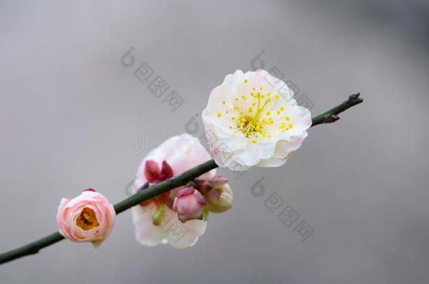 李子花采用满的花采用武汉东湖李子花garden花园