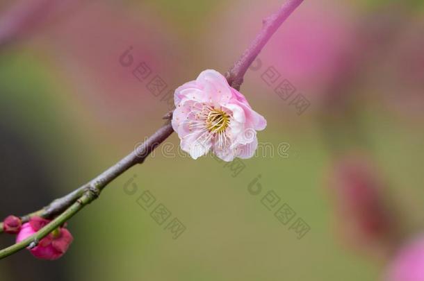 <strong>李子</strong>花采用满的花采用武汉东湖<strong>李子</strong>花garden花<strong>园</strong>