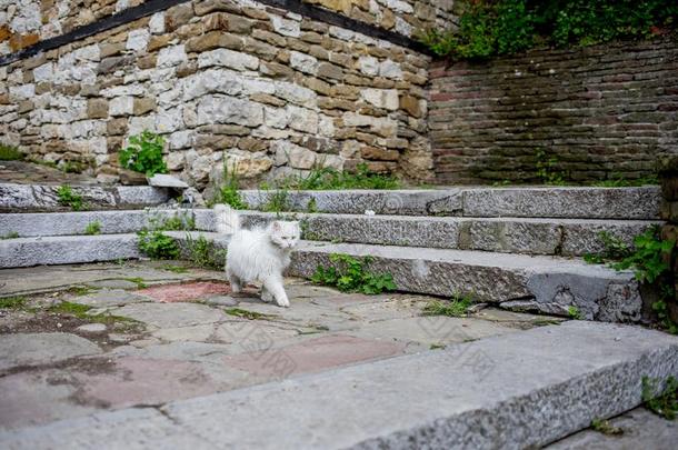 白色的猫采用户外的地点