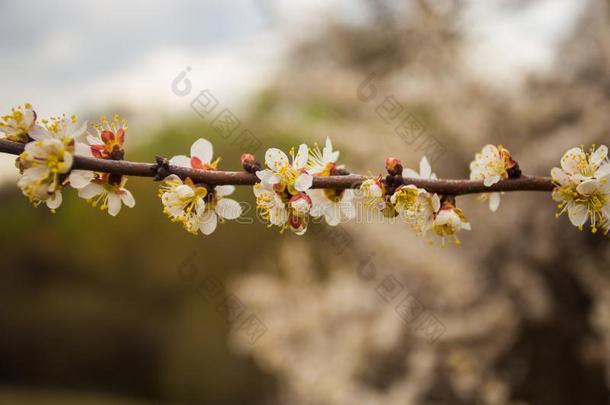 背景关于美丽的<strong>樱</strong>桃花花