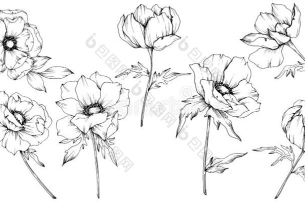 矢量银莲花花的植物学的花.黑的和白色的铭记