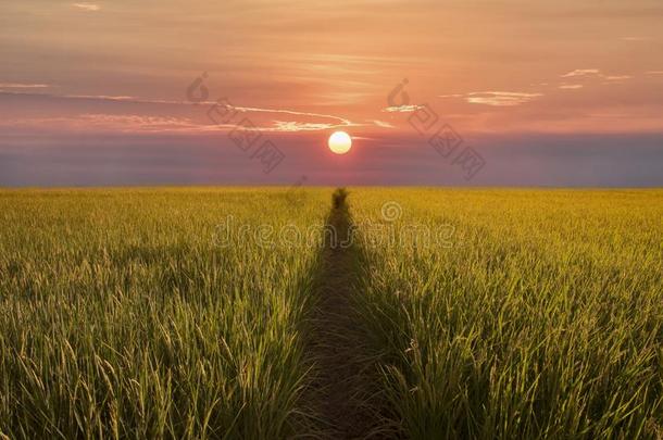 稻稻田背景和日出.黄色的稻田为波黑