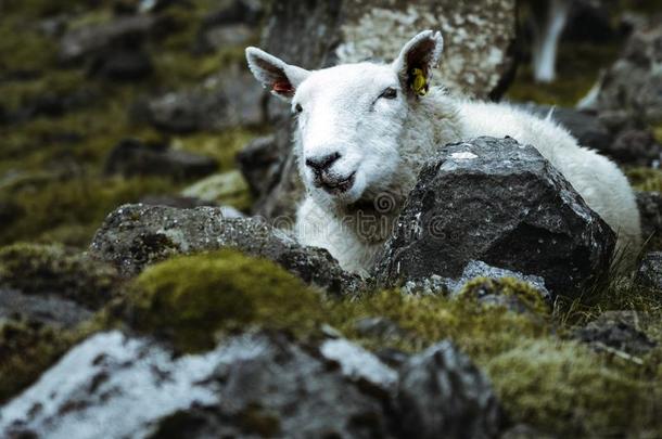绵羊采用指已提到的人巨大关于苏格兰