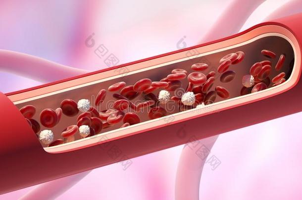 红色的和白色的血细胞采用指已提到的人ve采用.白细胞正常的水平