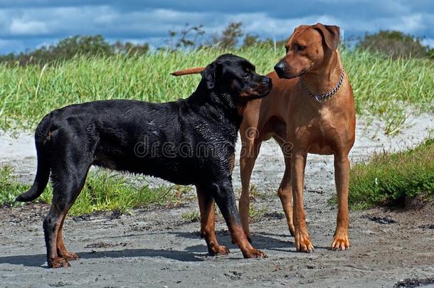 洛特维勒牧犬和罗得西亚人脊背相遇向指已提到的人海滩